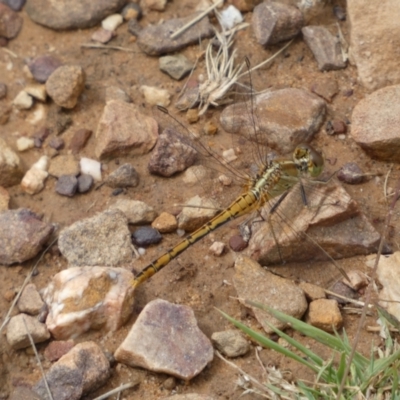 Diplacodes bipunctata (Wandering Percher) at Jerrabomberra, NSW - 27 Feb 2022 by SteveBorkowskis