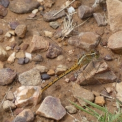 Diplacodes bipunctata at Jerrabomberra, NSW - 27 Feb 2022