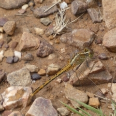 Diplacodes bipunctata at Jerrabomberra, NSW - 27 Feb 2022