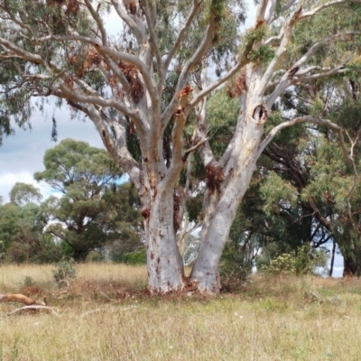 Eucalyptus rossii (Inland Scribbly Gum) at Weetangera, ACT - 27 Feb 2022 by sangio7
