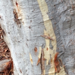 Eucalyptus rossii at Weetangera, ACT - 27 Feb 2022