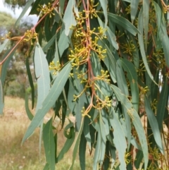Eucalyptus rossii at The Pinnacle - 27 Feb 2022