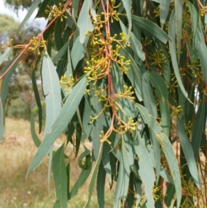Eucalyptus rossii at Weetangera, ACT - 27 Feb 2022