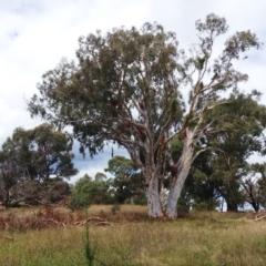 Eucalyptus rossii at The Pinnacle - 27 Feb 2022 02:21 PM