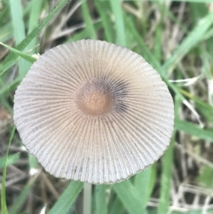 Coprinellus etc. at Garran, ACT - 27 Feb 2022 01:00 PM