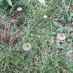 Coprinellus etc. at Garran, ACT - 27 Feb 2022