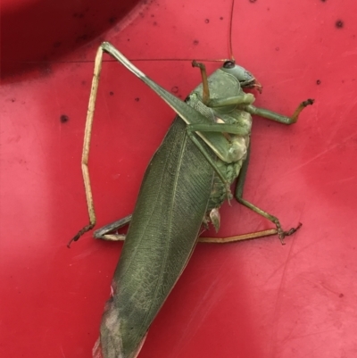 Caedicia simplex (Common Garden Katydid) at Phillip, ACT - 25 Feb 2022 by Tapirlord