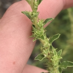 Amaranthus albus (Pigweed) at Phillip, ACT - 24 Feb 2022 by Tapirlord