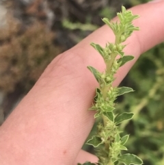 Amaranthus albus at Phillip, ACT - 24 Feb 2022 12:18 PM