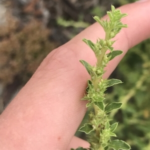 Amaranthus albus at Phillip, ACT - 24 Feb 2022 12:18 PM