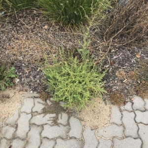 Amaranthus albus at Phillip, ACT - 24 Feb 2022 12:18 PM