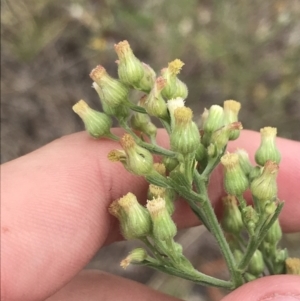 Erigeron canadensis at Phillip, ACT - 24 Feb 2022 12:17 PM