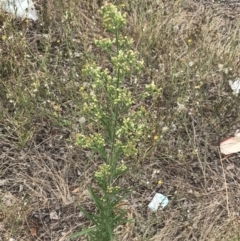 Erigeron canadensis at Phillip, ACT - 24 Feb 2022 12:17 PM