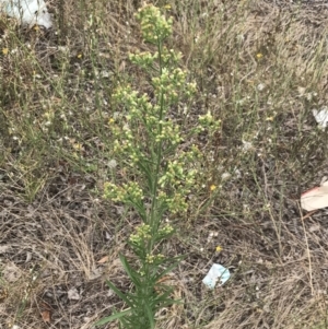 Erigeron canadensis at Phillip, ACT - 24 Feb 2022