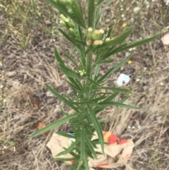 Erigeron canadensis at Phillip, ACT - 24 Feb 2022 12:17 PM