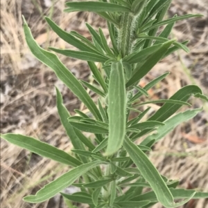 Erigeron canadensis at Phillip, ACT - 24 Feb 2022