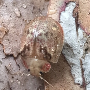 Paropsis charybdis at Phillip, ACT - 23 Feb 2022