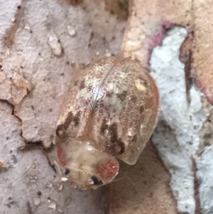 Paropsis charybdis at Phillip, ACT - 23 Feb 2022