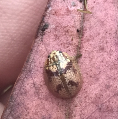 Paropsisterna laesa species complex (Laesa leaf beetle) at Phillip, ACT - 23 Feb 2022 by Tapirlord