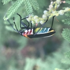 Dindymus versicolor (Harlequin Bug) at Garran, ACT - 22 Feb 2022 by Tapirlord