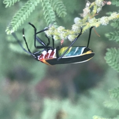 Dindymus versicolor (Harlequin Bug) at Garran, ACT - 21 Feb 2022 by Tapirlord
