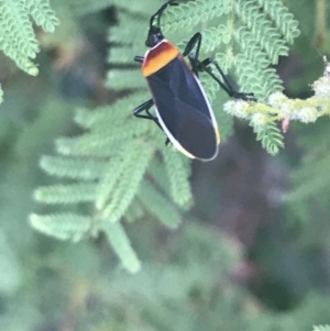 Dindymus versicolor at Garran, ACT - 22 Feb 2022