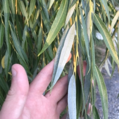 Salix alba (White Willow) at Garran, ACT - 21 Feb 2022 by Tapirlord
