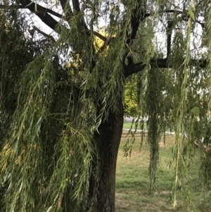 Salix alba at Garran, ACT - 21 Feb 2022