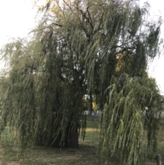 Salix alba at Garran, ACT - 21 Feb 2022