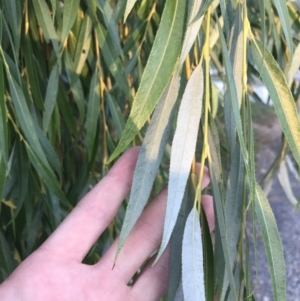 Salix alba at Garran, ACT - 21 Feb 2022