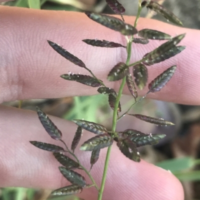 Eragrostis cilianensis (Stinkgrass) at Garran, ACT - 13 Feb 2022 by Tapirlord