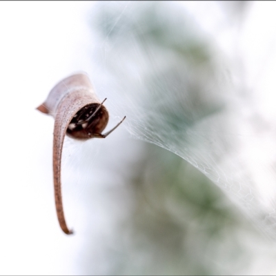 Deliochus sp. (genus) (A leaf curling spider) at Holt, ACT - 27 Feb 2022 by Margo