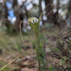 Diplodium ampliatum (Large Autumn Greenhood) at Rob Roy Range - 27 Feb 2022 by Rebeccajgee