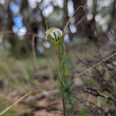 Diplodium ampliatum (Large Autumn Greenhood) at Conder, ACT - 27 Feb 2022 by Rebeccajgee