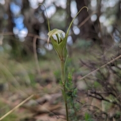 Diplodium ampliatum (Large Autumn Greenhood) at Conder, ACT - 27 Feb 2022 by Rebeccajgee