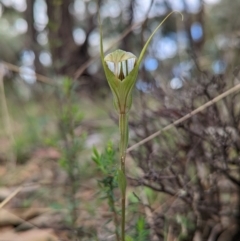 Diplodium ampliatum at Conder, ACT - suppressed