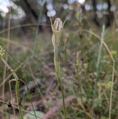 Diplodium ampliatum (Large Autumn Greenhood) at Conder, ACT - 27 Feb 2022 by Rebeccajgee