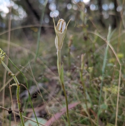 Diplodium ampliatum (Large Autumn Greenhood) at Rob Roy Range - 27 Feb 2022 by Rebeccajgee