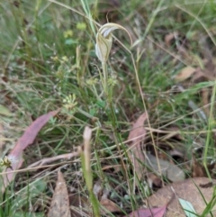 Diplodium ampliatum at Conder, ACT - 27 Feb 2022