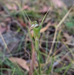 Diplodium ampliatum at Conder, ACT - suppressed