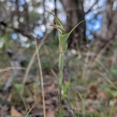 Diplodium ampliatum at Conder, ACT - 27 Feb 2022