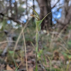 Diplodium ampliatum at Conder, ACT - suppressed