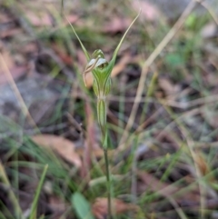 Diplodium ampliatum at Conder, ACT - 27 Feb 2022