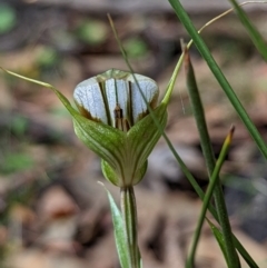 Diplodium ampliatum (Large Autumn Greenhood) at Conder, ACT - 27 Feb 2022 by Rebeccajgee