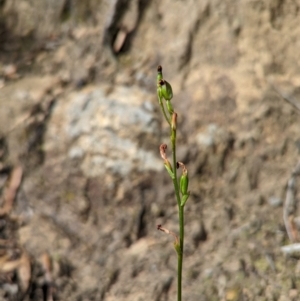 Speculantha rubescens at Conder, ACT - 27 Feb 2022