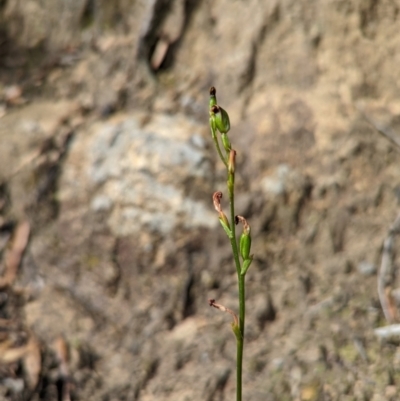 Speculantha rubescens (Blushing Tiny Greenhood) at Rob Roy Range - 27 Feb 2022 by Rebeccajgee