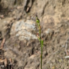 Speculantha rubescens (Blushing Tiny Greenhood) at Rob Roy Range - 27 Feb 2022 by Rebeccajgee