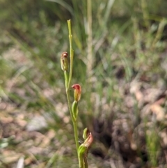 Speculantha rubescens (Blushing Tiny Greenhood) at Banks, ACT - 27 Feb 2022 by Rebeccajgee