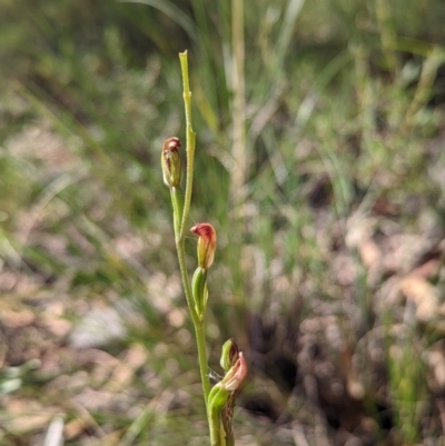 Speculantha rubescens (Blushing Tiny Greenhood) at Rob Roy Range - 27 Feb 2022 by Rebeccajgee