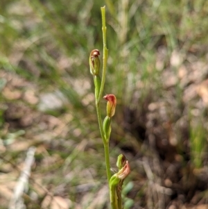 Speculantha rubescens at Banks, ACT - 27 Feb 2022